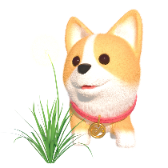 Taraxacum Corgi