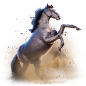 Mierz wysoko — ogier