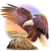American Eagle