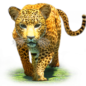 Leopard
