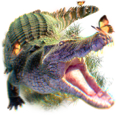 Krokodyl