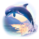 Dolphin